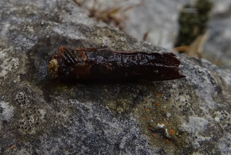 Limnephilidae: larva con astuccio vegetale